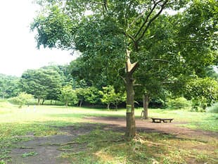 <h3>❽ 気持ちのよい広場を通って</h3><p>鎌倉中央公園は広々として自然豊かな公園です。</p>
