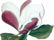 Magnolia liliiflora