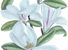 ネイチャーライブラリ