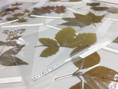 ネイチャーライブラリ