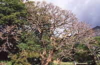 完全に落葉したErythrina abyssinicaの大木