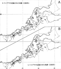 Fig.2. Pools with Nymphaea tetragona.
A: recorded by 1982.
B: recorded by 1998.