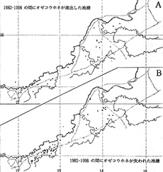 Fig.5. Changes of existence of Nuphar pumilum var. ozeense in between 1982 and 1998. 
A: Newly appeared
B: Disappeared
