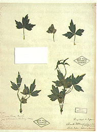 シロバナノハンショウヅル