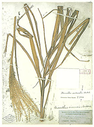 ハチジョウススキ