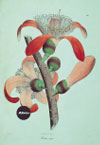 Bombaxinsigne『PLANTAE ASIATICAE RARIORES』1829-1832 より