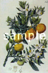 Citrus aurantium