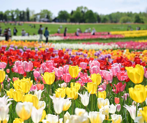 国営滝野すずらん丘陵公園